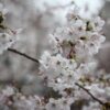 神宮の森、代々木公園の桜