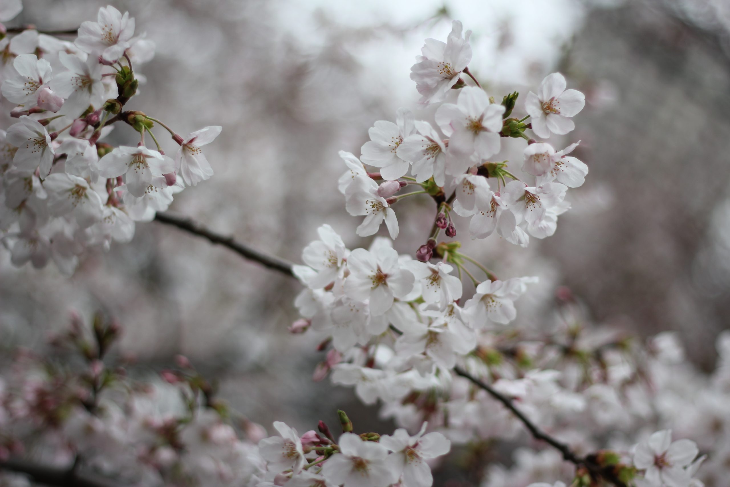 神宮の森、代々木公園の桜